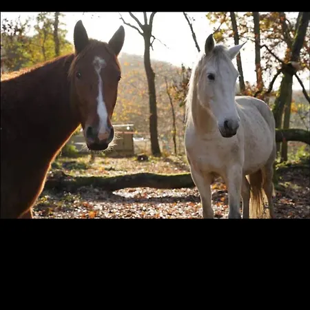 Nuit Au Ranch Horse Paradise & Jacuzzi 乡村民宿 *